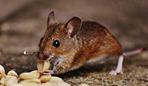warehouse-pest-control Experts in Hazle Townshp